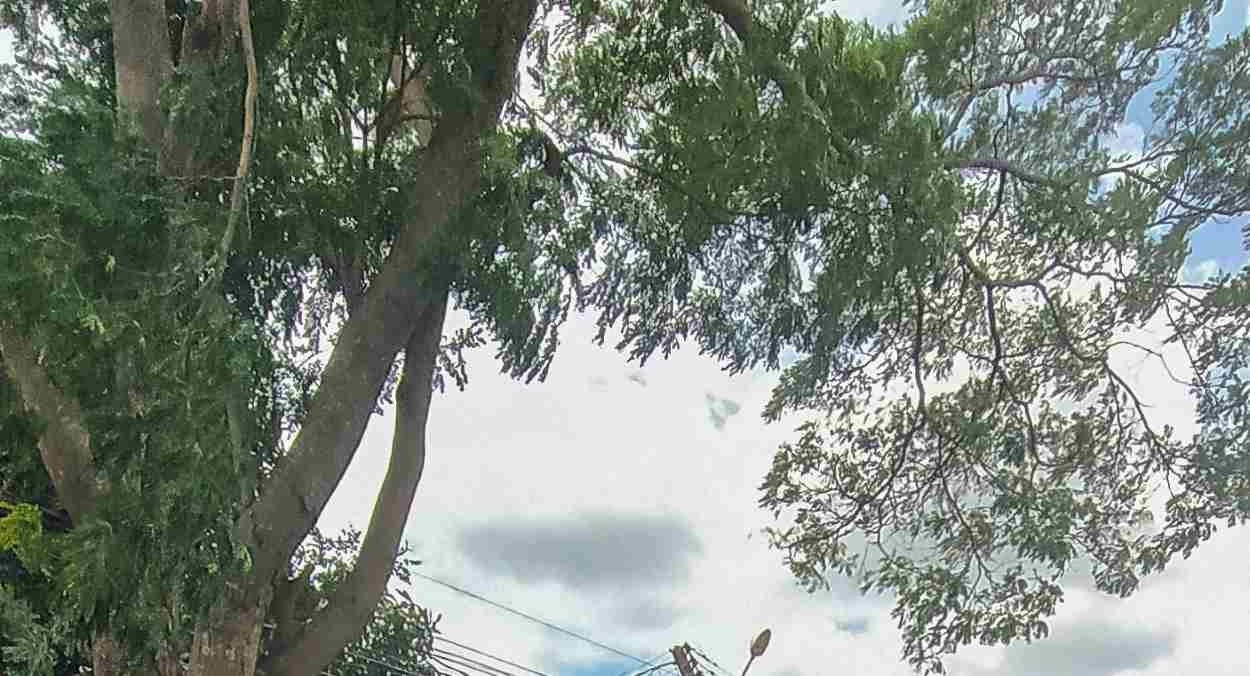 Poda de árvores em Foz: entenda quando e como solicitar