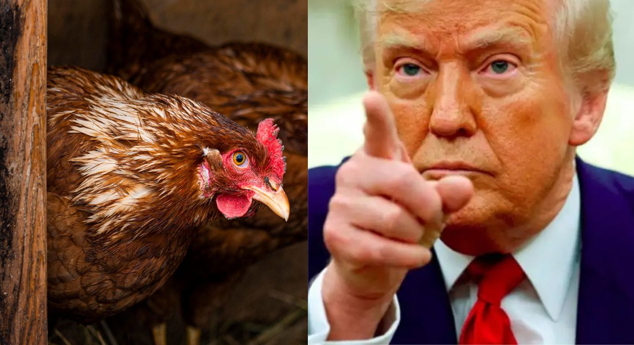 Trump: continue criando galinhas, não expectativa