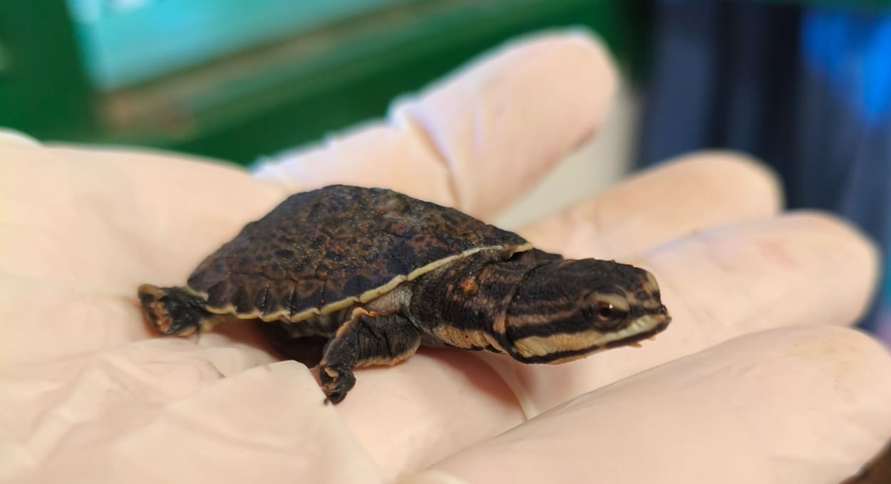 Cataratas: nascimento de filhotes de répteis movimenta lado argentino