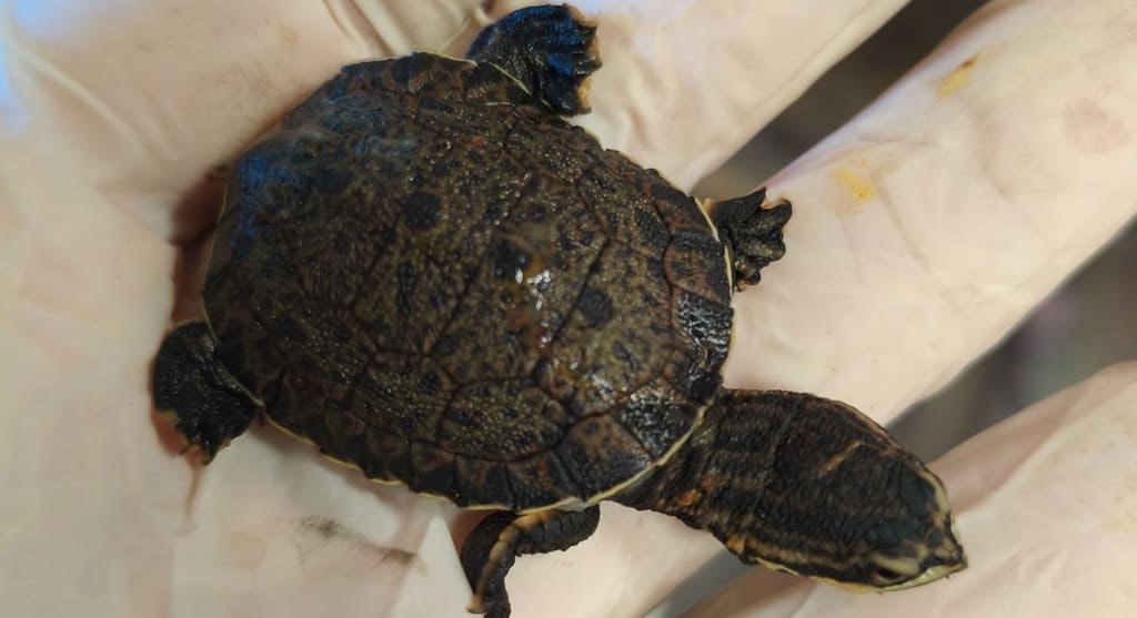 Cágado-rajado está criticamente ameaçado em várias áreas da Mata Atlântica.