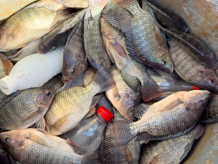 Peixes retirados do tanque na despesca parcial.