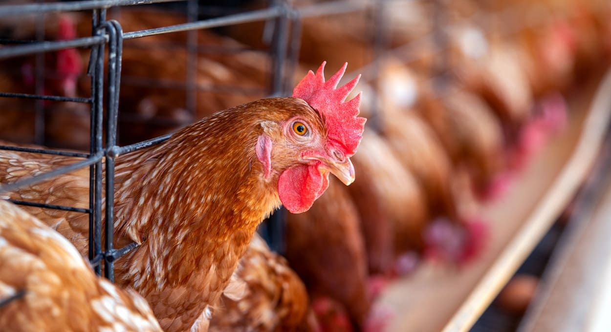 Paraguai quer ampliar exportações avícolas para a União Europeia