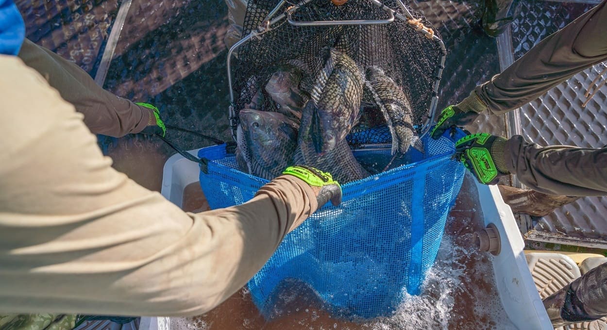 Produção de tilápia no lago de Itaipu avança com entrega de estudos