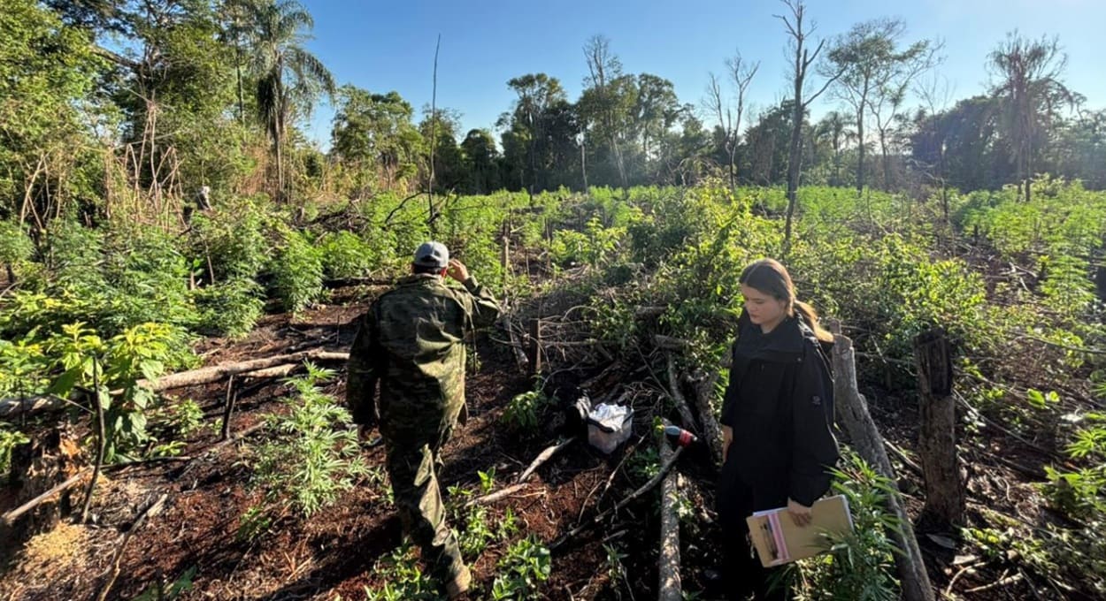 Paraguai localiza plantação de maconha em parque nacional na fronteira