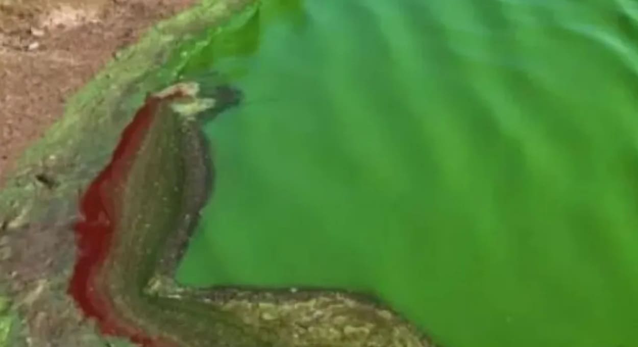 Contato com água contaminada provoca morte de cachorro no Rio Paraná