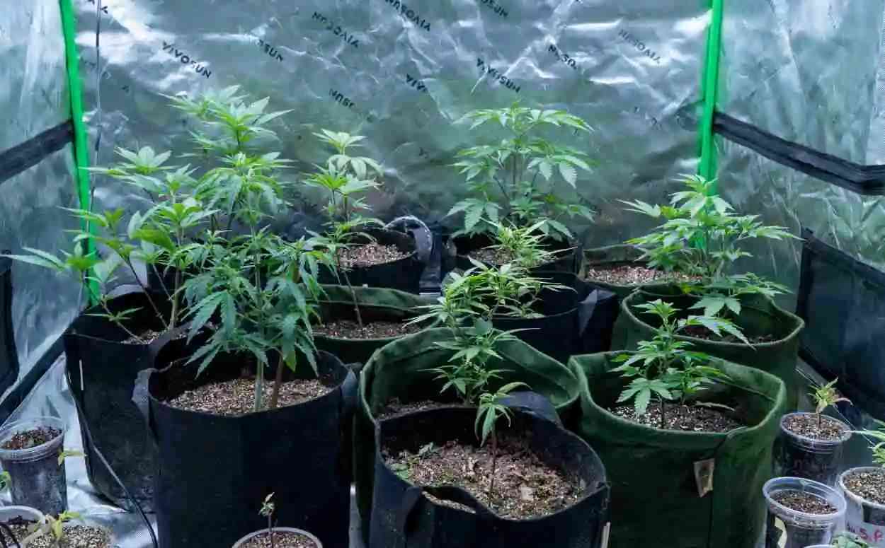 Cannabis medicinal: decisão da Anvisa amplia uso em pacientes e pesquisa, avalia associação em Foz