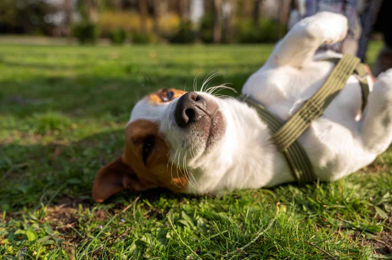 Sem estrutura para o calor, Castra+ suspende cirurgias de cães já sedados em Foz