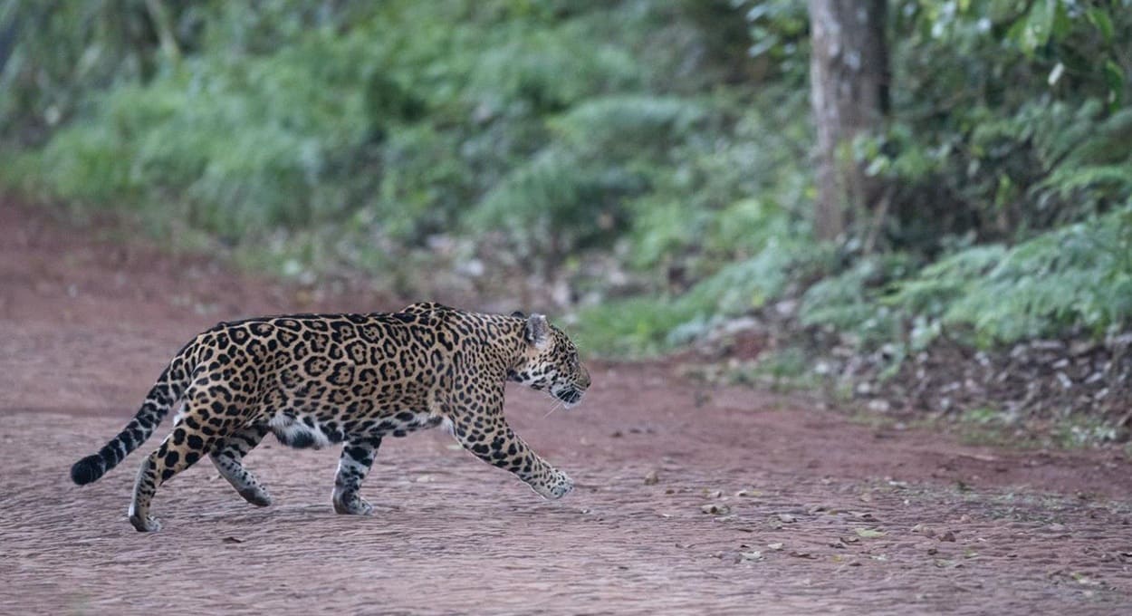 Parque Nacional do Iguaçu fecha trilhas para monitoramento de onças