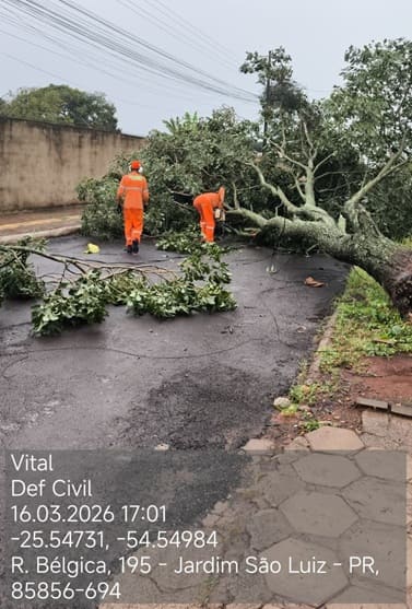 Queda de árvore no Jardim São Luiz, Região Leste de Foz do Iguaçu.