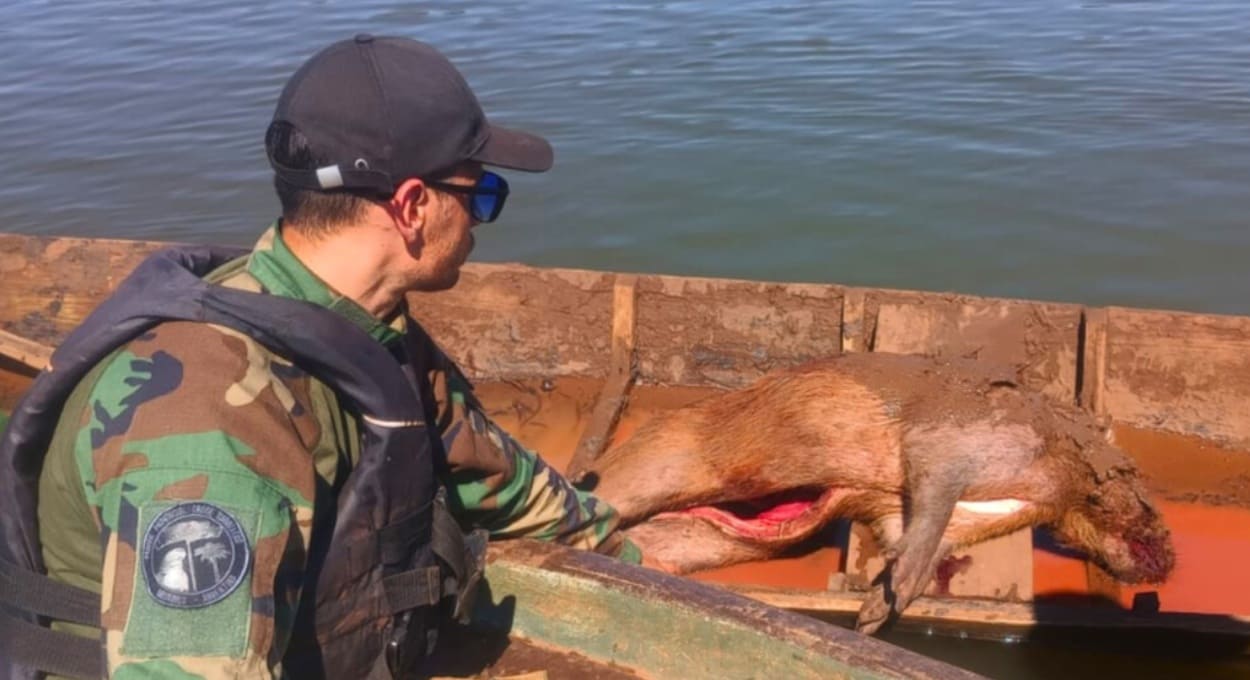 Argentina procura caçadores de capivara morta na fronteira