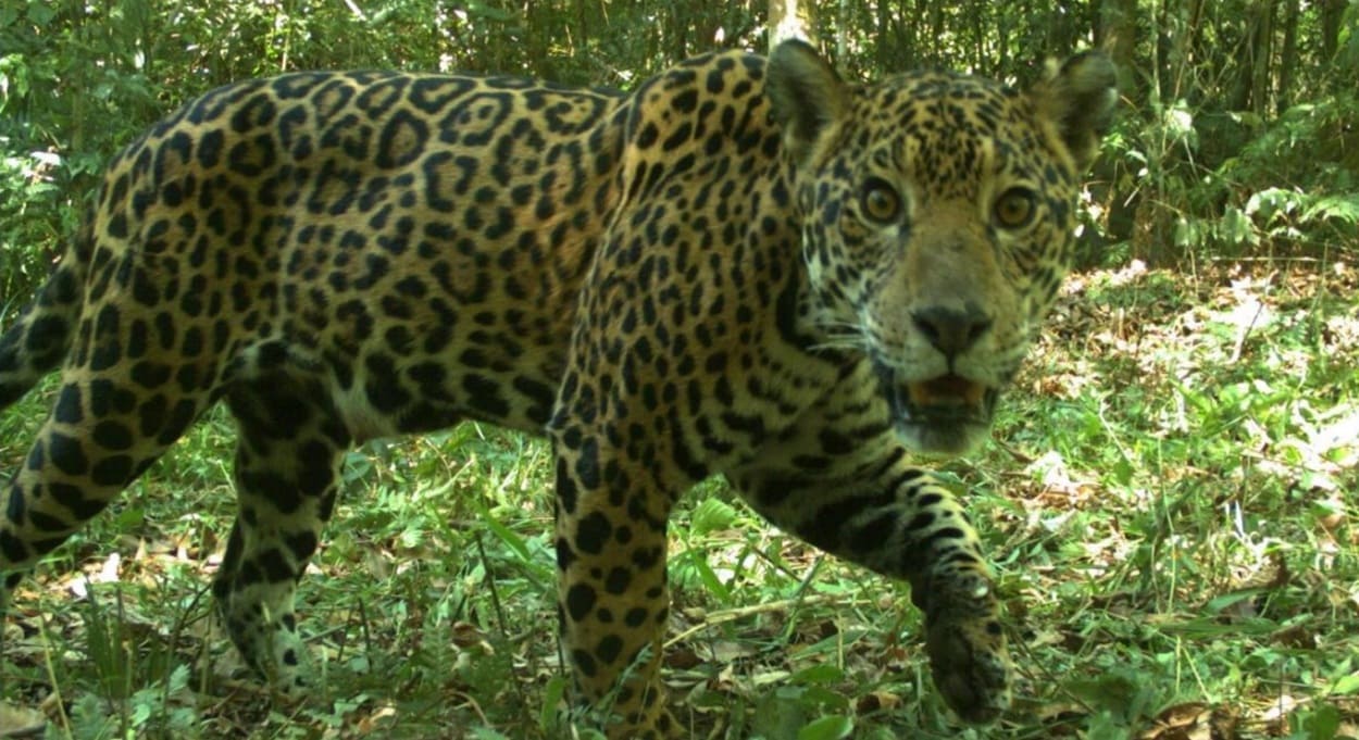 Brasil e Argentina lançam Censo Binacional de Onças-Pintadas