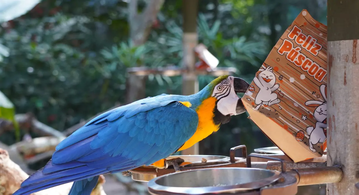 Parque das Aves terá programação especial de Páscoa com atividades interativas