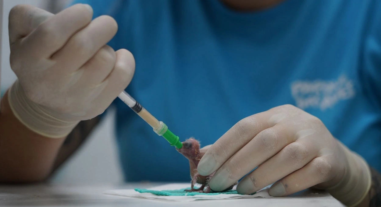 Parque das Aves celebra novos nascimentos de espécie ameaçada de extinção