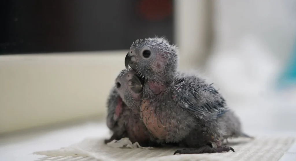 Periquito cara-suja - Parque das Aves