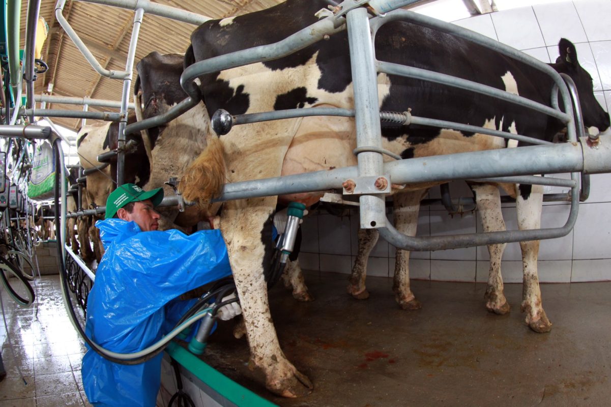 Cadeia do leite manifesta apreensão com a redução da jornada de trabalho