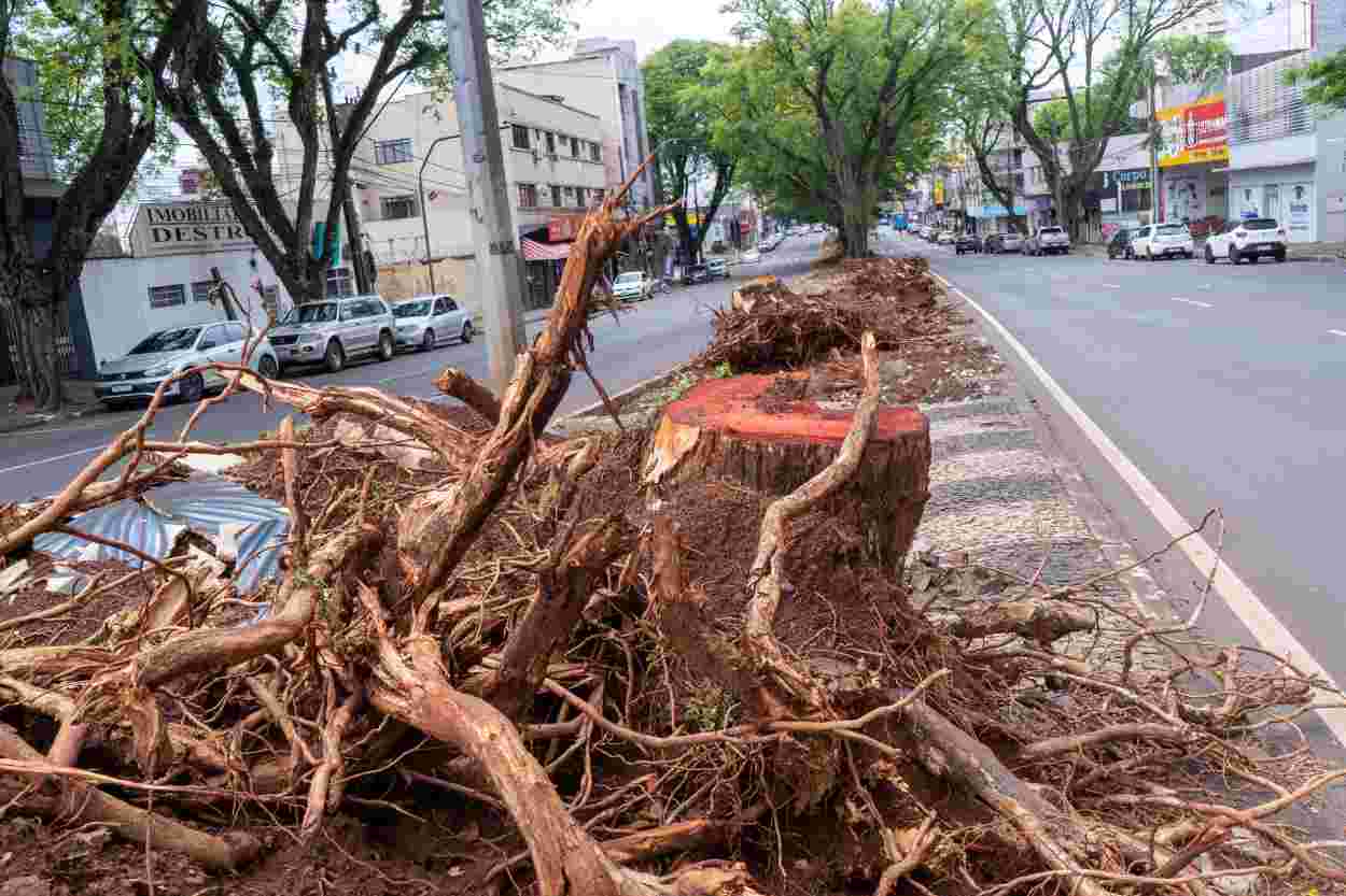 Cadê o plano de arborização para Foz? Câmara cobra Silva e Luna
