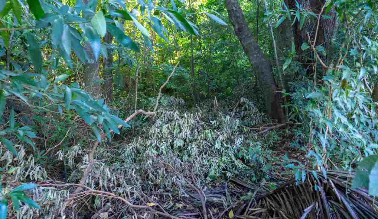 Bosque dos Macacos: oásis urbano vira ponto de lixo à espera de plano de manejo