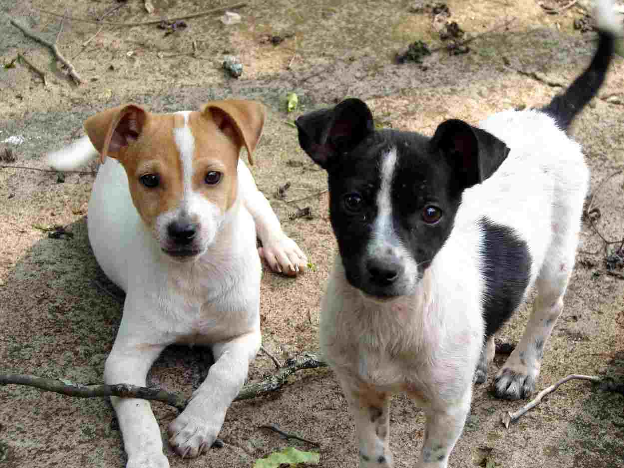 Paraná abre inscrição para entidades integrarem Conselho de Direitos Animais