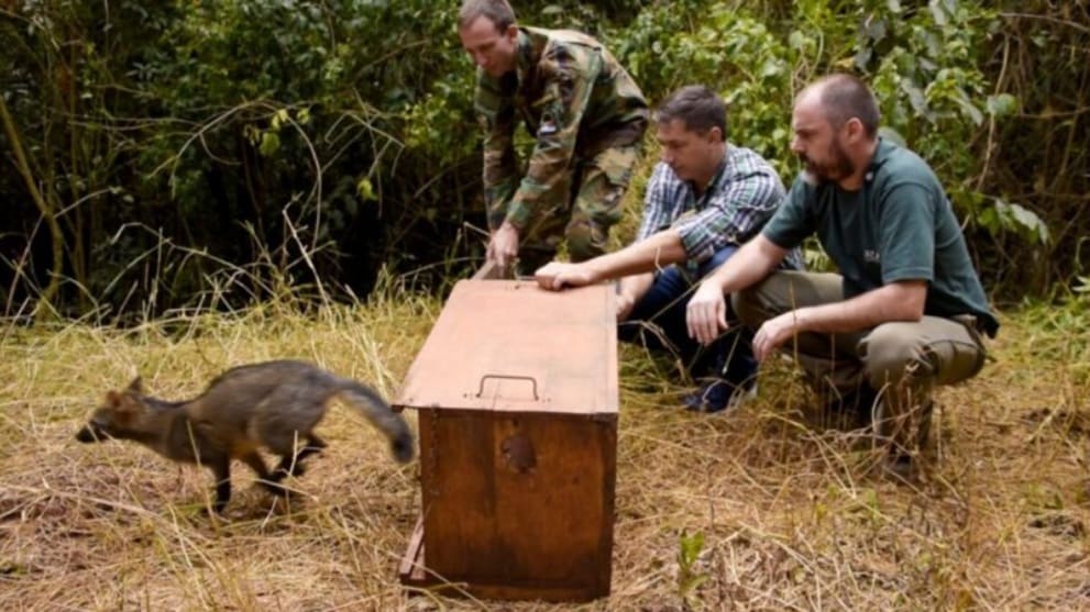 Reintegração ajuda na diversidade genética das espécies.
