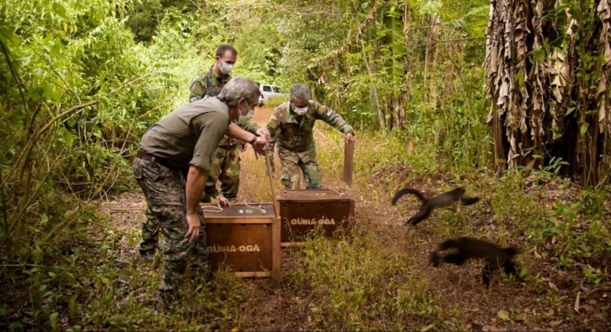 Argentina devolve à natureza animais resgatados do tráfico