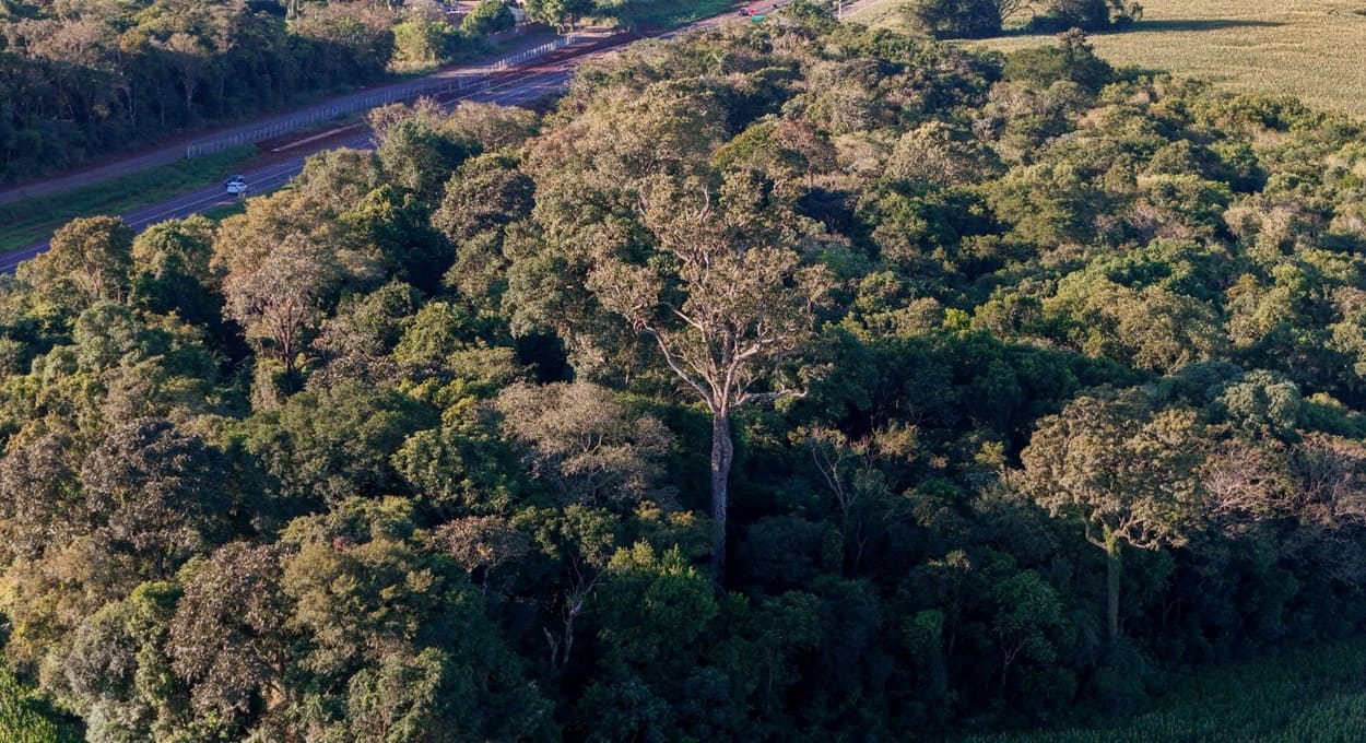 Francisco Amarilla mostra ipê-roxo gigante em Foz do Iguaçu