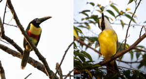 Toda árvore tem um morador