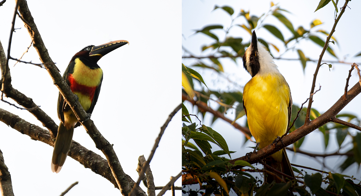 Toda árvore tem um morador