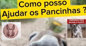 Ativista luta para cuidar de 87 jumentos. Saiba como ajudar