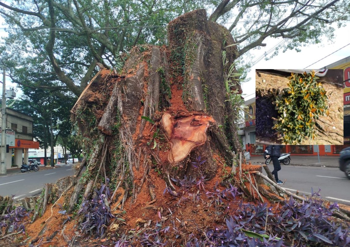 A derrubada das seringueiras e o óleo de peroba