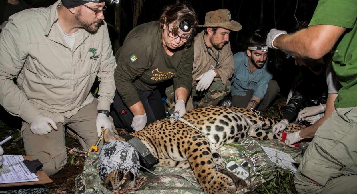 Cuidado com a onça, que a onça te pega… pega daqui, pega de lá