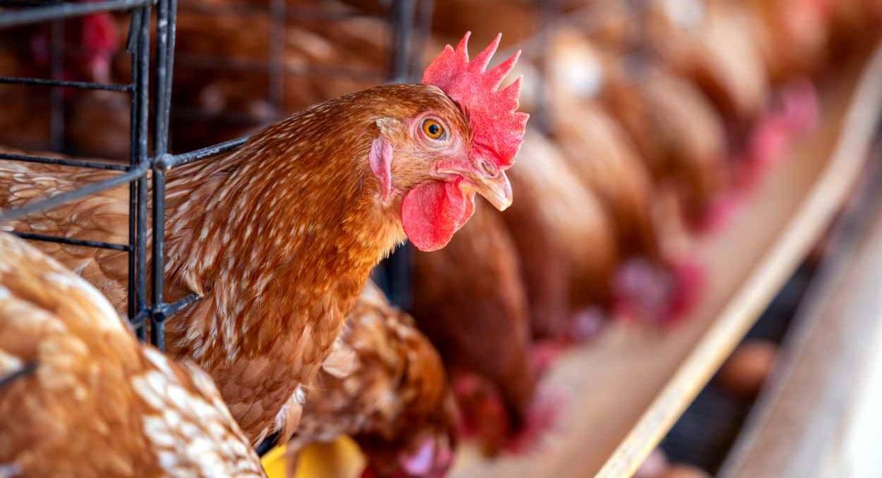 Exportação de animais vivos entra em debate na Alep