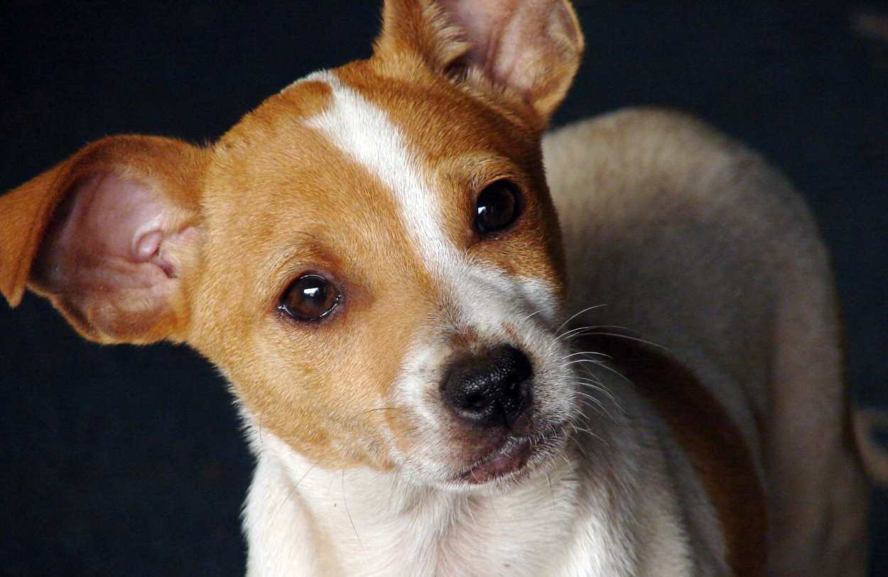 Protetores em Foz irão receber quase 30 toneladas de ração para cães e gatos