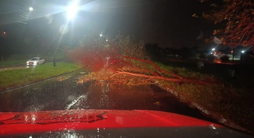 Queda de árvore na Região Leste de Foz do Iguaçu.