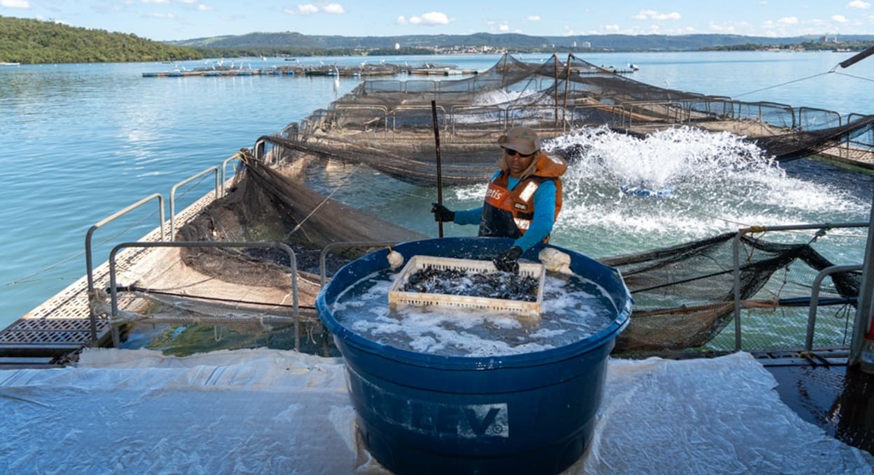 Itaipu e governos do Brasil e Paraguai vistoriam produção de tilápia