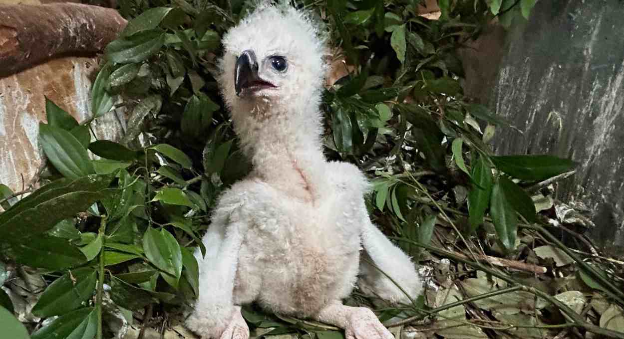 Descubra o nome escolhido para a harpia nascida no Refúgio Biológico da Itaipu