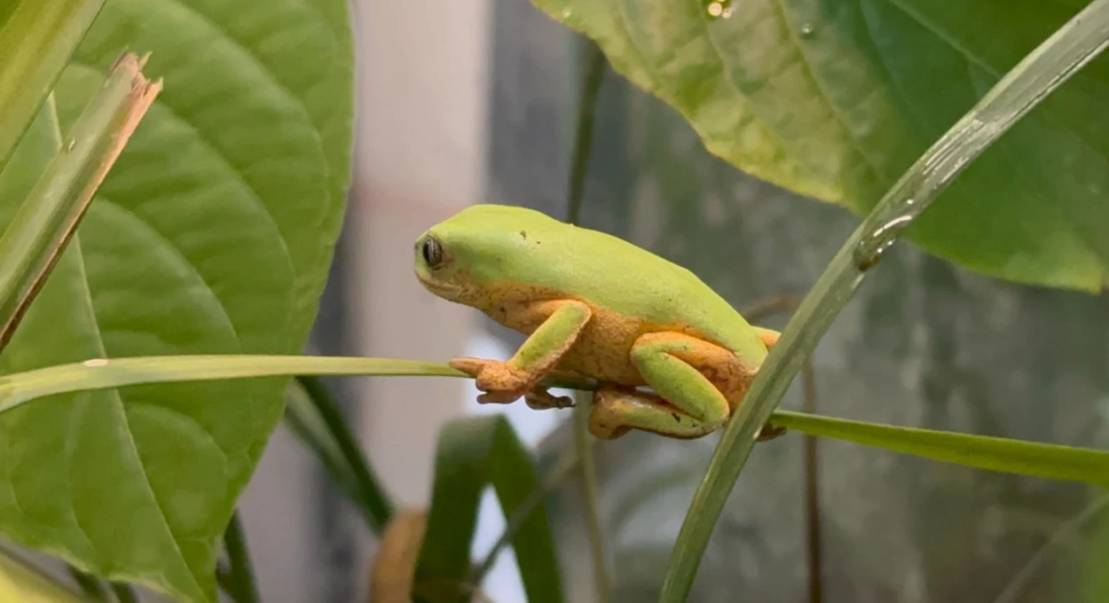 Parque das Aves registra nascimento inédito no mundo de espécie ameaçada da Mata Atlântica