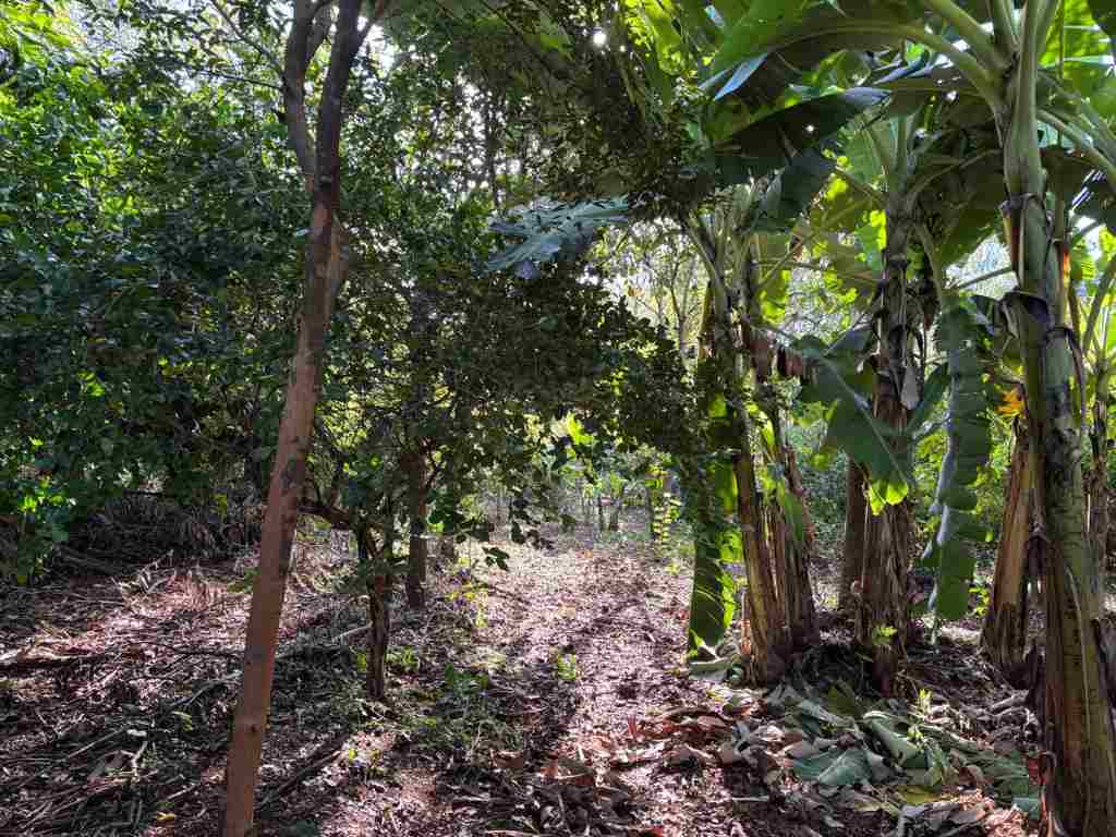 sistema de agrofloresta