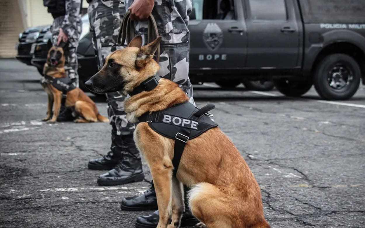 Paraná cria data para homenagear cães operacionais da segurança pública