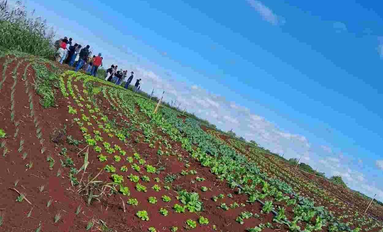 Oásis verdes: agricultores desafiam modelo do agronegócio com produção sustentável
