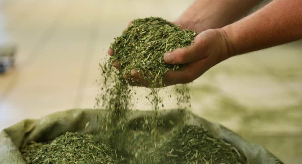 Capital da Argentina sedia primeiro Mundial da Erva-Mate