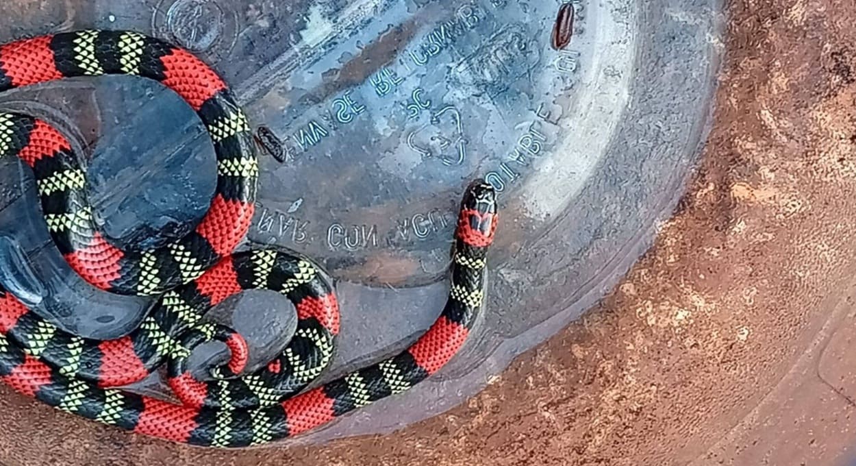 Bombeiros capturam cobra-coral em bairro de Puerto Iguazú