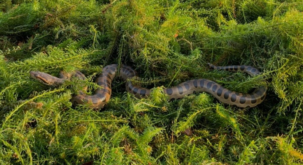 Animal ficará de forma provisória em uma estrutura pertencente à usina de Itaipu.