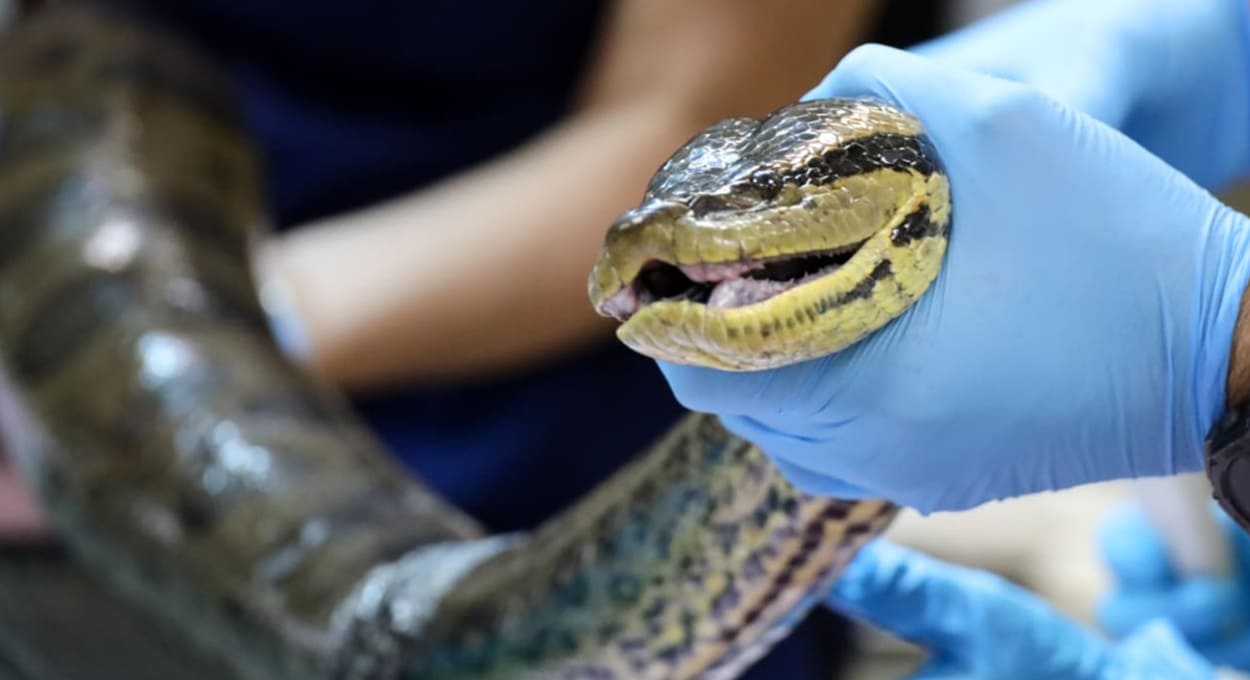 Cobra resgatada no lago de Itaipu passa por cirurgia no Paraguai
