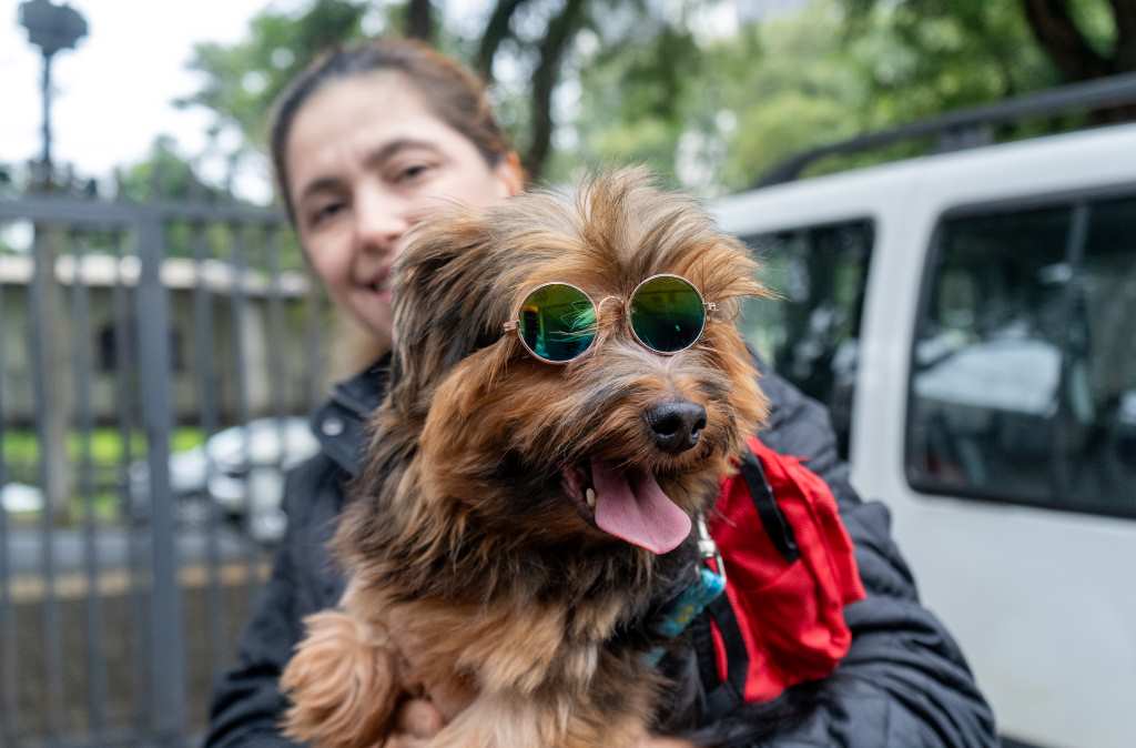 cães terapeutas