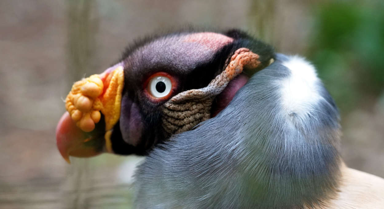 Copa do Mundo: urubu do Parque das Aves dá o palpite para Brasil x Japão