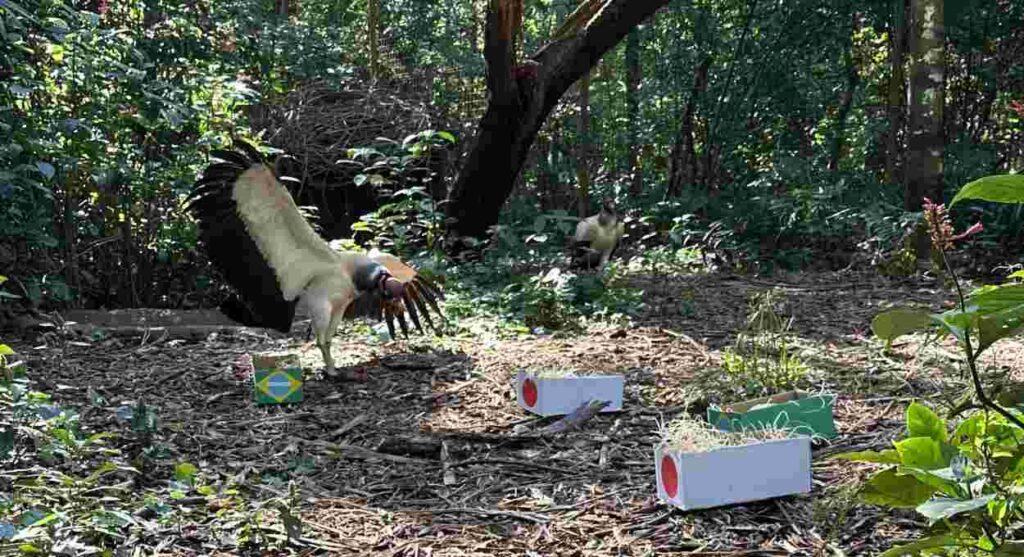 Os visitantes acompanhavam tudo de perto e viram a ave escolher a seleção canarinho. Foto: Parque das Aves/divulgação