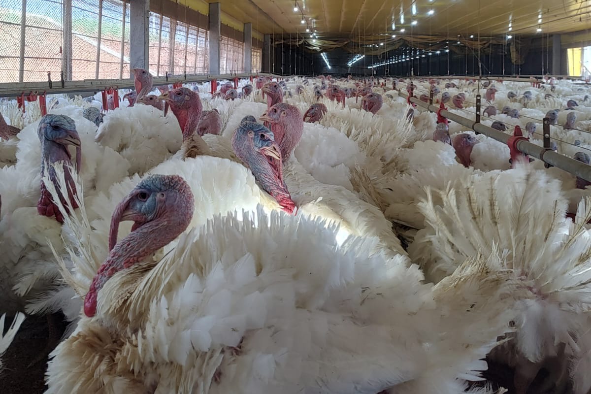 Paraná expande receita com exportação de carne de peru