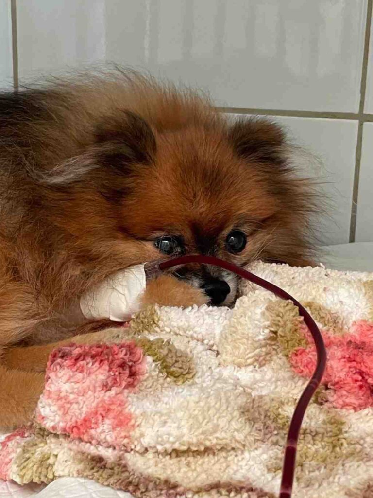 doação sangue animais