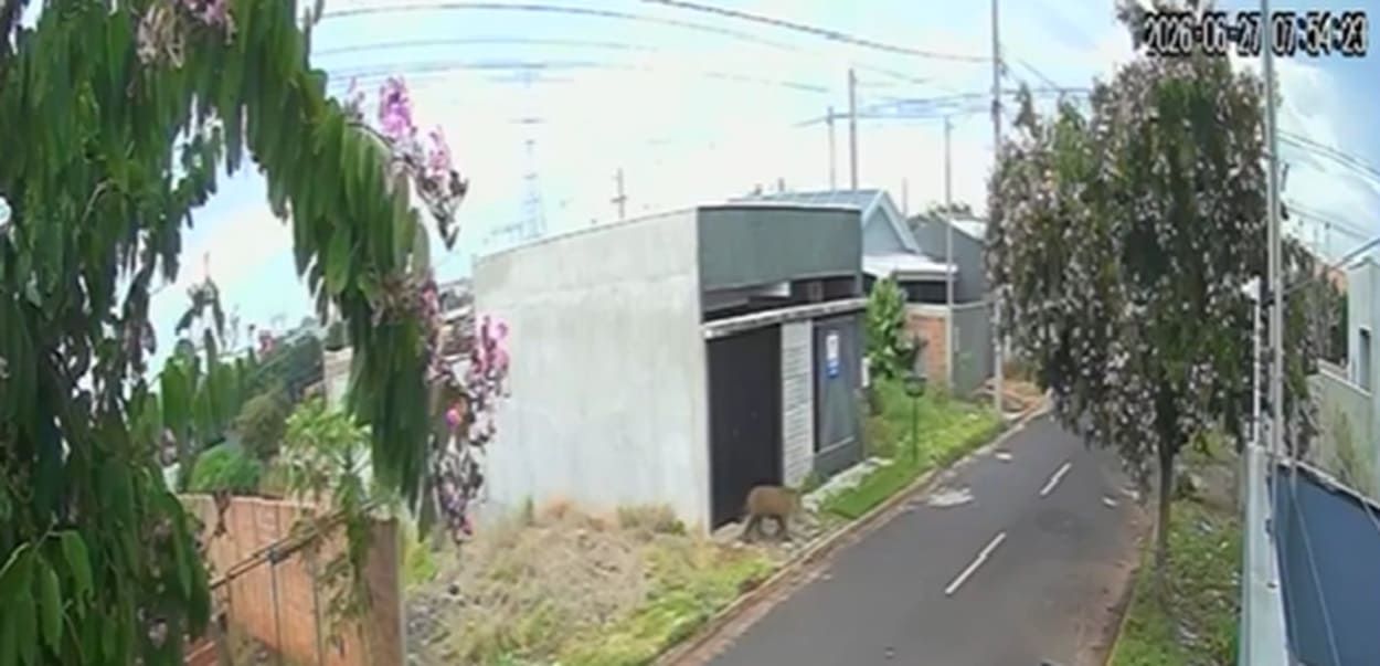 Onça-pintada aparece em ruas de Foz do Iguaçu e surpreende moradores