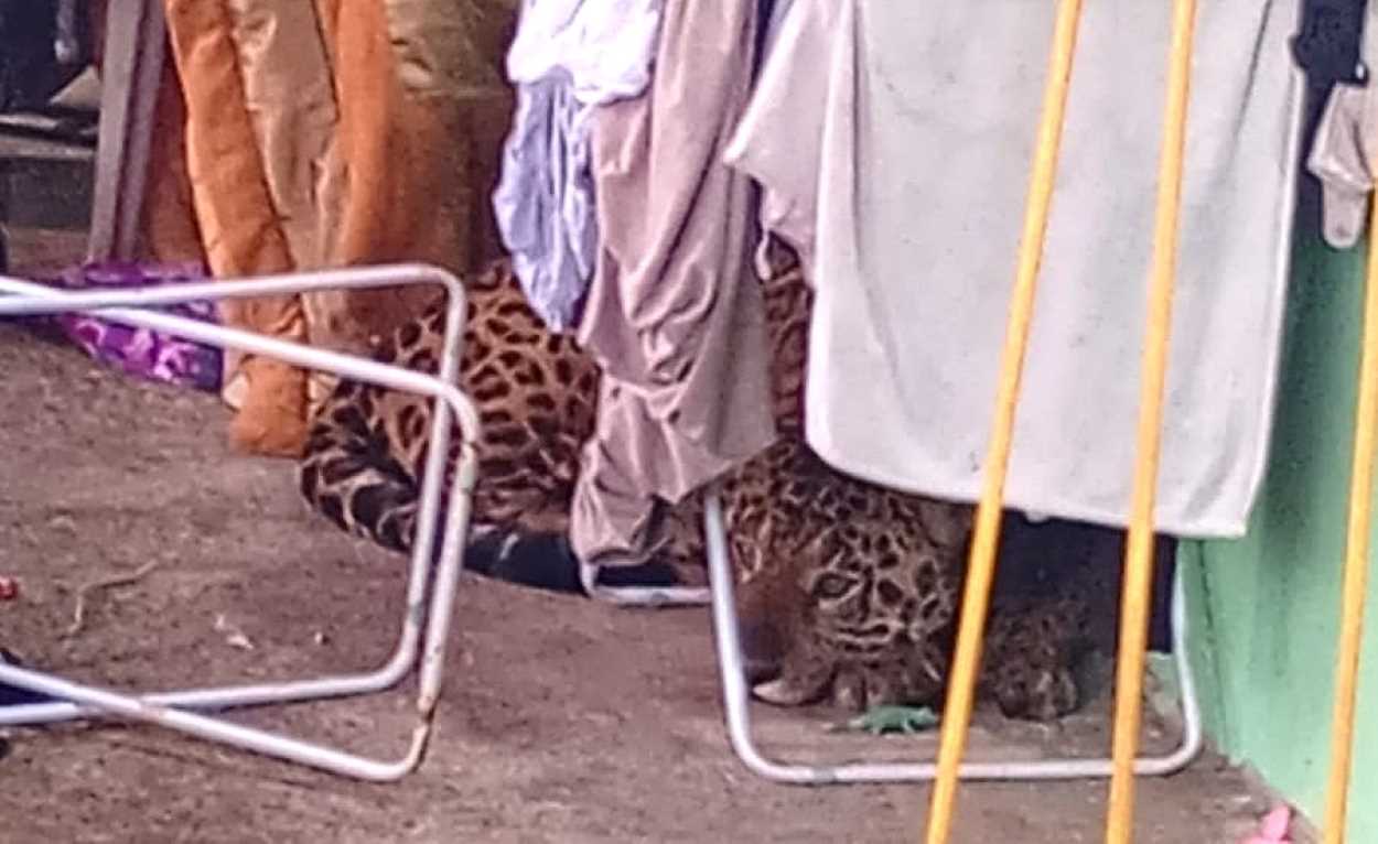 Onça-pintada é capturada na varanda de residência em Foz do Iguaçu